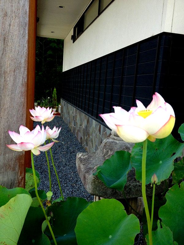 ファイル 110-1.jpg