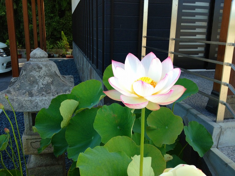 ファイル 155-1.jpg