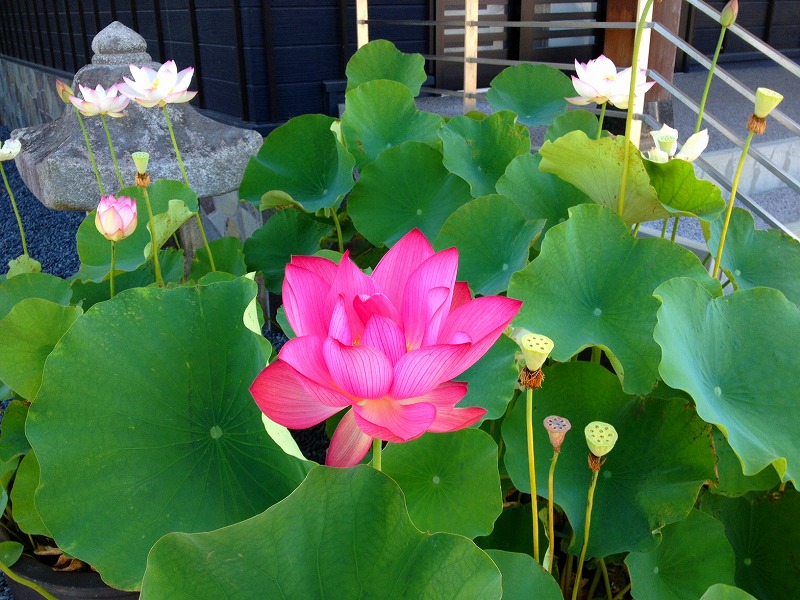 ファイル 156-1.jpg