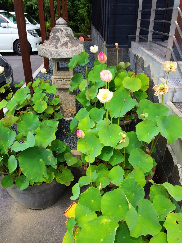 ファイル 197-1.jpg