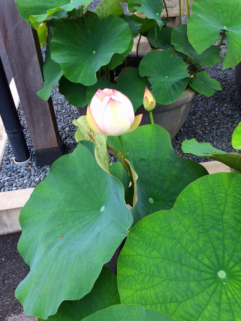 ファイル 234-1.jpg