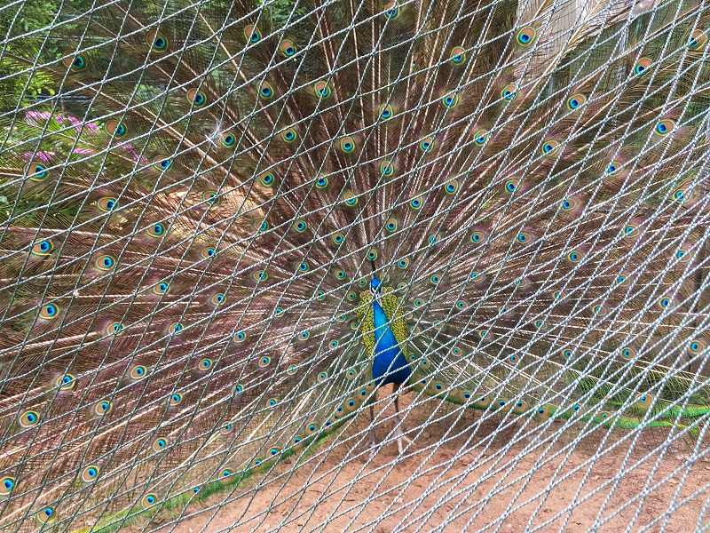 ファイル 265-1.jpg