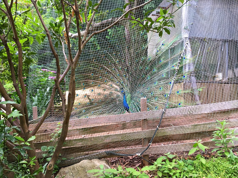 ファイル 265-2.jpg