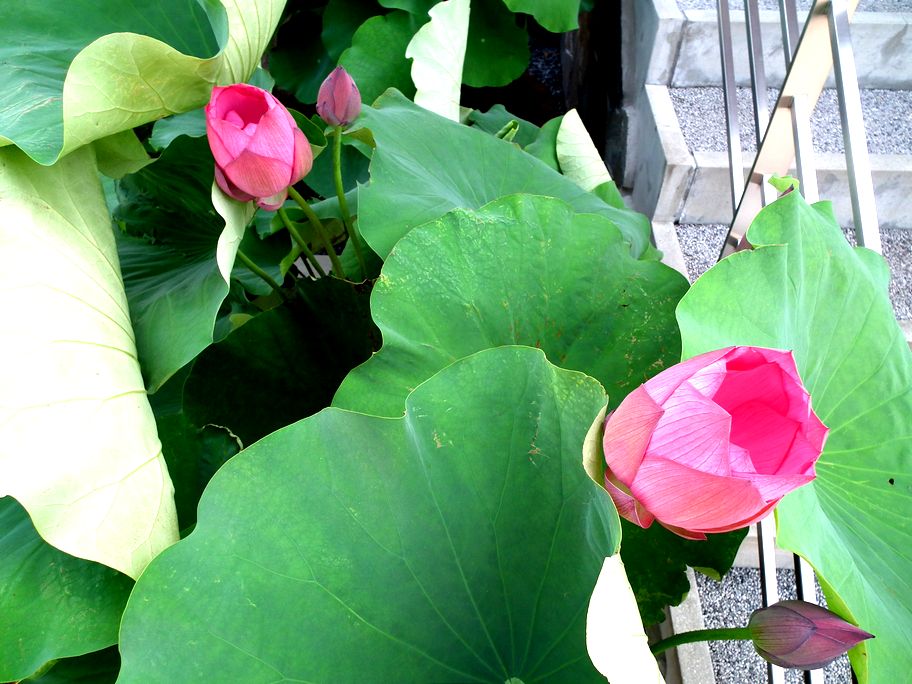 ファイル 37-1.jpg