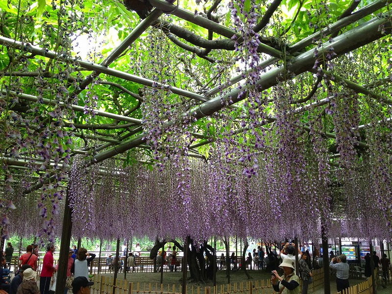 ファイル 99-1.jpg